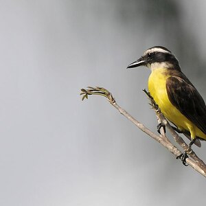 Liktor (Lesser Kiskadee)
Bangara Island
9785