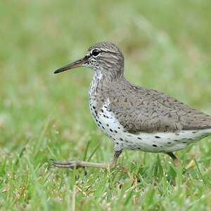 Wiesenstrandläufer (Least Sandpiper)
Bangara Island
9818