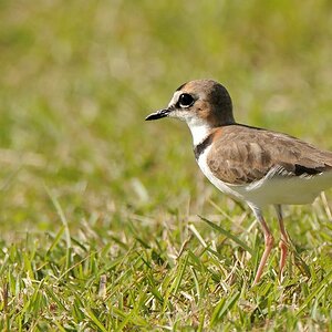 Schlankschnabel Regenpfeifer (Collared Plover)
Bangara Island
9794