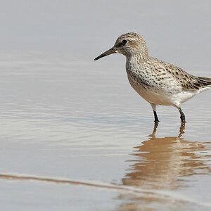 Wiesenstrandläufer (Least Sandpiper)
Bangara Island
9720