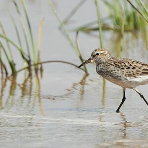 Wiesenstrandläufer (Least Sandpiper)
Bangara Island
9723