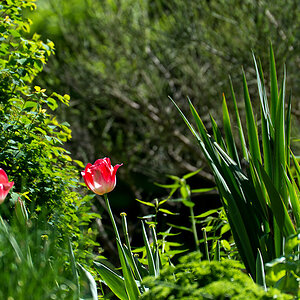 2130504 1136 Tulpen WDW