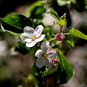 2130504 1144 Apfelblüte WDW