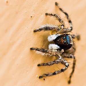 Springspinne auf La Gomera
