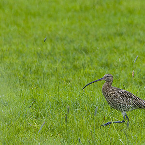 Großer Brachvogel