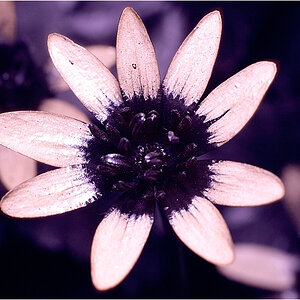 13042008 D3 UV 0030