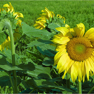 23072008 uv sonnenblume 0040 little
