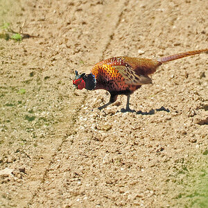 DSC 2099 Fasan 1000