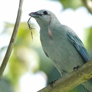 Bischofstangare (Blue-greyTanager)
Botanischer Garten, Georgetown
9423
