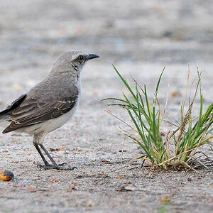 Spottdrossel (Northern Mockingbird)
Botanischer Garten, Georgetown
9085