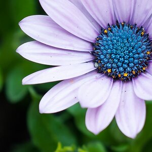 Blume 2200