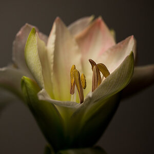 White Amaryllis III a30109468