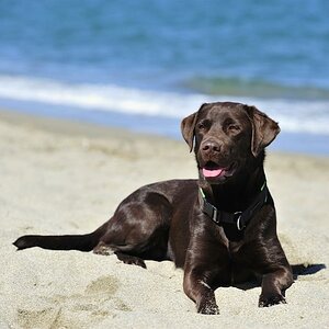 Bella am Strand in Süd-Frankreich