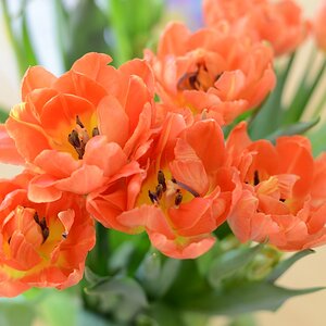 Tulpen Mai 2013