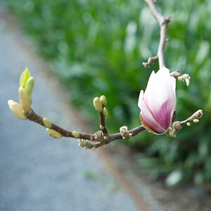 Magnolie April 2013 (1)
