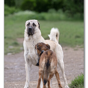 mrvi und der riese