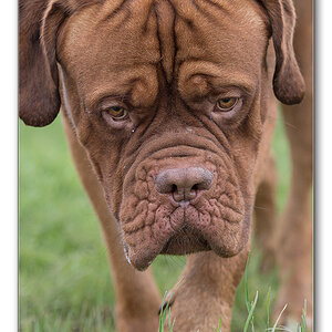 lieb