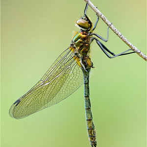 Falkenlibelle