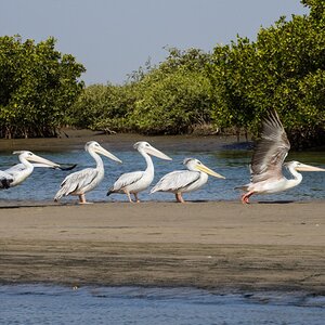 Pelican runway (Delta du Saloum, Senegal)