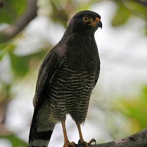 Wegebussard (Roadside Hawk)
Rockview Lodge, Annai
2890