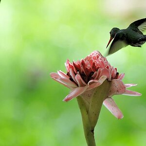 Schwarzohr Schmuckkolibri (Black eared emerald)
Rockview Lodge, Annai
2866