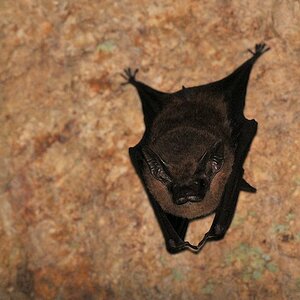 Fledermaus
Panorama Trail
3684