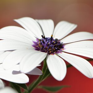 Blume Achromat D500