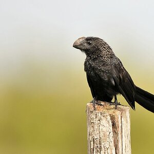 Glattschnabelani (smooth billed ani)
Rockview Lodge, Annai
3904