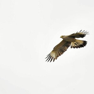 Gelbkopfkarakara (Yellow Headed Caracara)
Rockview Lodge, Annai
3688