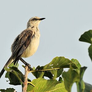 Tropenspottdrossel (Tropical Mockingbird)
4153