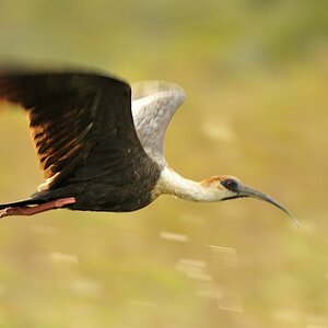 Weißhalsibis (Buff Necked Ibis)
Rockview Lodge, Annai
4169