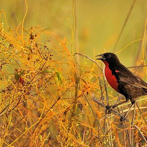 Rotbruststärling (Red Brested Blackbird)
Rockview Lodge, Annai
4225