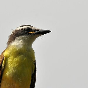 Rotschwingentyrann (Rusty Magined Flycatcher)
Rockview Lodge, Annai
3971
