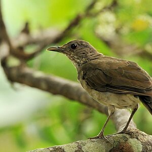 Fahlbrustdrosse (Pale breasted thrush)
Rockview Lodge, Annai
3723