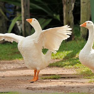 Primabalerina-Gans
Rockview lodge, Annai
3915