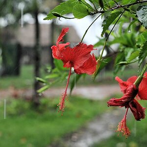 Regen
Rockview lodge, Annai
2288