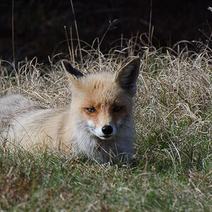 Fuchs_2