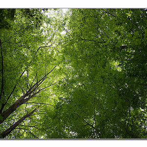 wald von unten