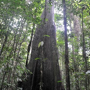 Tauari (Wadara) Baum
im Iwokrama Rainforest
0743 h