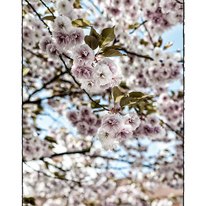 Frühlingsboten in der Stadt (blühende Bäume in einer Wohnstraße in Bielefeld)

Nikon D800, AF-S Nikkor 1.8/ 28 mm, Blende f/2.8 bei 1/1600 Sekunde, IS