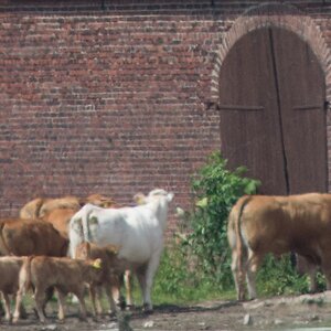 20130614 1583 [NIKON D7100] 180 mm,1 2500 Sek. bei ƒ   2,8