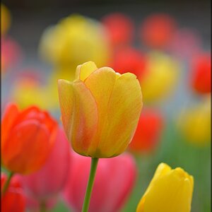 Blüte