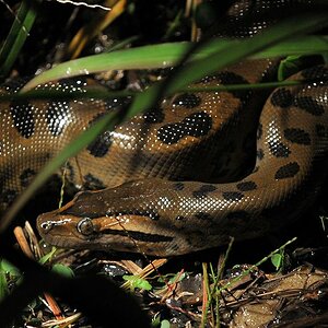 Anaconda auf dem Bootssteg
Iwokrama Lodge
0888