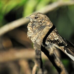 Paraque Nachtschwalbe (Common Paraque)
Iwokrama Rainforest
1093
