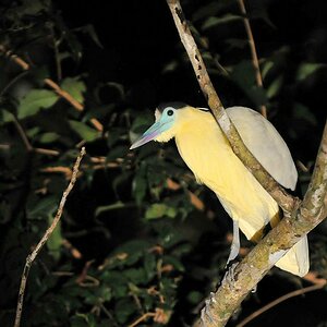 Pfeifreiher (Whistling Heron)
Iwokrama Rainforest
0744