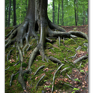 wald von unten9