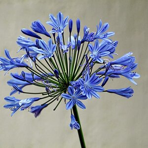 Agapanthus web