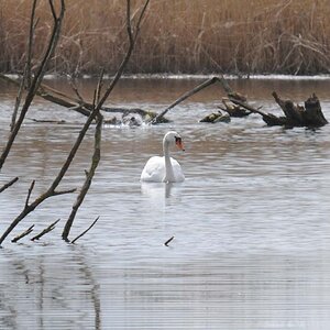 Schwan