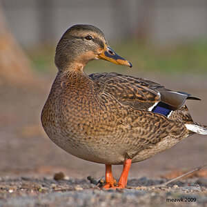 Ente 01