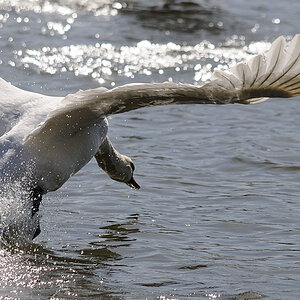 Schwan01
